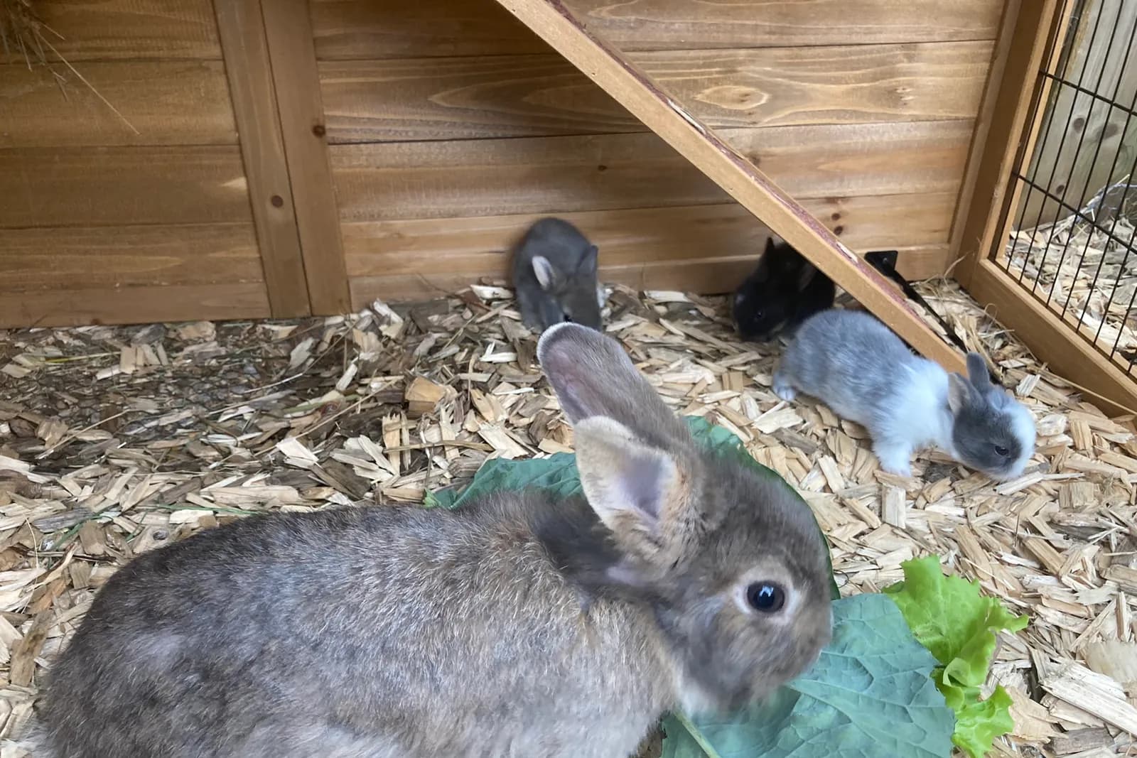 Hasen im Streichelgehege am Ferienhof