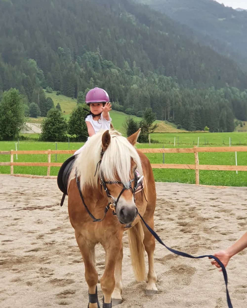 Girl in a riding helmet on a Haflinger horse in the arena