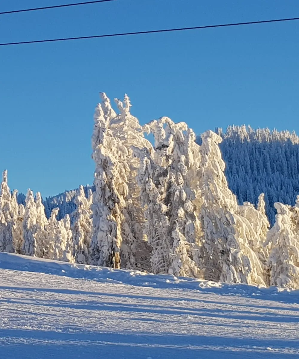 Snow-laden trees under a blue sky in Ski amadé