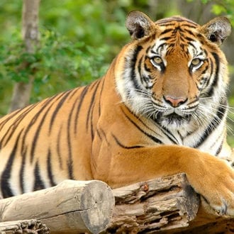 Zoos & Wildparks – Ausflugsziele im Salzburger Land