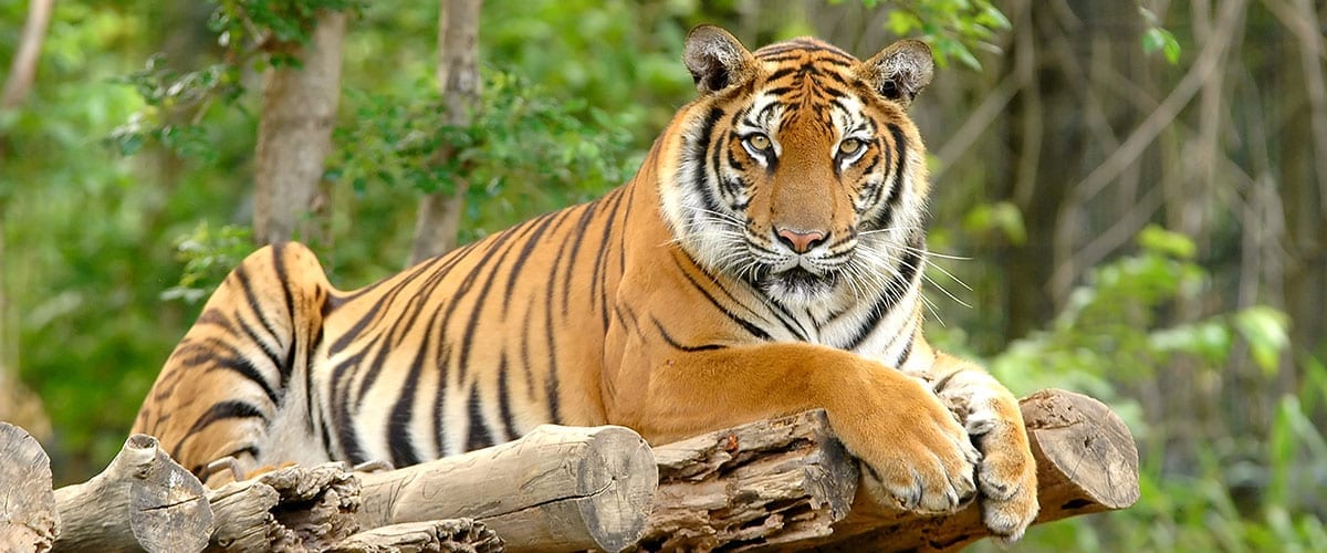 Zoos & Wildparks - Ausflugsziele im Salzburger Land